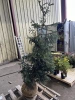 Spruce Tree