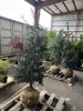 Spruce Tree - 2