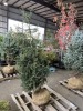 Spruce Tree - 3