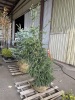 Spruce Tree - 4