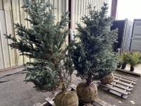 Fat Albert Spruce Trees Qty. 2