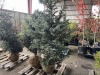 Fat Albert Spruce Trees Qty. 2 - 2