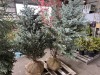 Fat Albert Spruce Trees Qty. 2 - 3