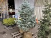 Fat Albert Spruce Trees Qty. 2 - 4
