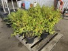 China Girl Holly Qty. 6 - 3