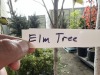 Elm Trees Qty. 4 - 4