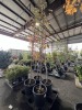 Elm Trees Qty. 4 - 5