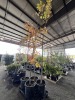 Oak Trees Qty. 4