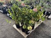 Hydrangea Trees Qty. 6