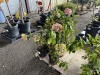 Hydrangea Trees Qty. 6 - 2