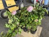 Hydrangea Trees Qty. 6 - 3