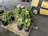 Hydrangea Trees Qty. 6 - 4