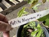Petite Negronne Fig Qty. 3 - 4