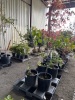 Fuyu Persimmon Trees Qty. 2 - 2