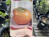Fuyu Persimmon Trees Qty. 2 - 3