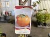 Fuyu Persimmon Trees Qty. 2 - 3