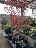 Red Sunset Maple Tree Qty. 3