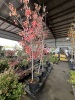 Red Sunset Maple Tree Qty. 3 - 2