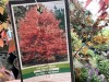 Red Sunset Maple Tree Qty. 3 - 3