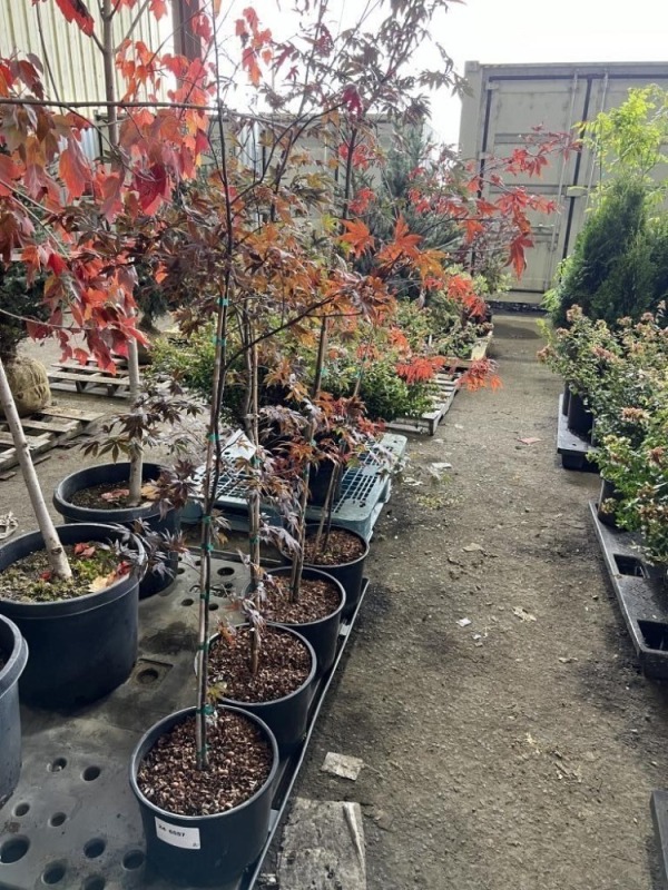 Upright Japanese Red Maple Qty. 4