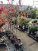 Upright Japanese Red Maple Qty. 4 - 2