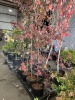 Upright Japanese Red Maple Qty. 4 - 3