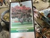 Upright Japanese Red Maple Qty. 4 - 4