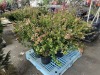 Edward Goucher Abelia Qty. 6 - 2