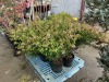 Edward Goucher Abelia Qty. 6 - 3