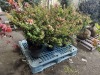 Edward Goucher Abelia Qty. 6 - 4
