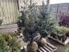 Fat Albert Spruce Qty. 2 - 4