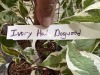 Ivory Halo Dogwood Qty. 4 - 5
