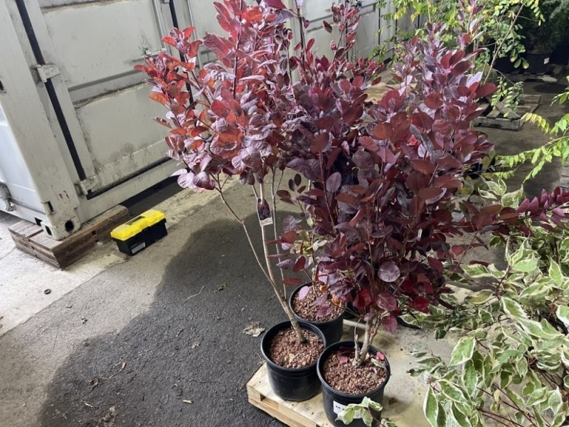 Royal Purple Smoke Bush Qty. 6