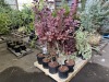 Royal Purple Smoke Bush Qty. 6 - 2
