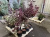 Royal Purple Smoke Bush Qty. 6 - 3