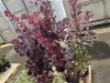 Royal Purple Smoke Bush Qty. 6 - 4