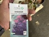 Royal Purple Smoke Bush Qty. 6 - 5