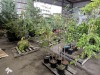 Black Locust Trees Qty. 6 - 2