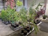 Black Locust Trees Qty. 6 - 3