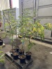 Black Locust Trees Qty. 6 - 4