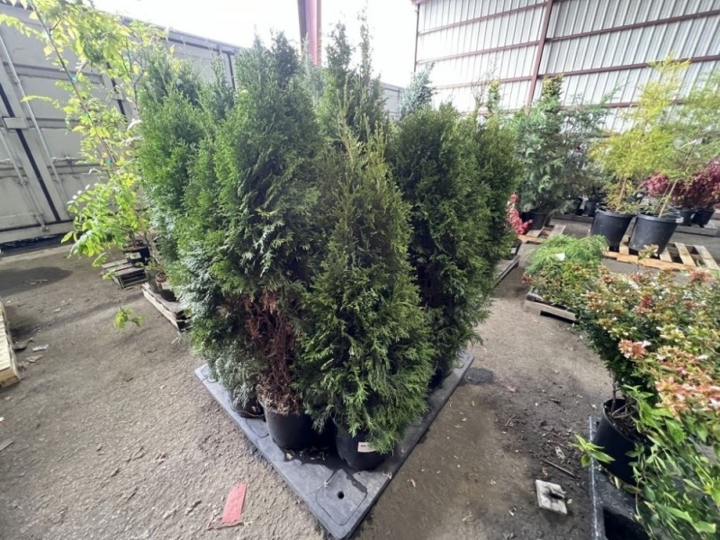 Emerald Green Arborvitae Qty. 15