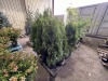 Emerald Green Arborvitae Qty. 15 - 2