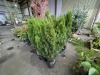 Emerald Green Arborvitae Qty. 15 - 3