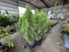 Emerald Green Arborvitae Qty. 15 - 4