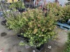 Edward Goucher Abelia Qty. 6 - 3