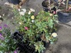 Assorted Shrub Roses Qty. 10 - 2