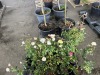 Assorted Shrub Roses Qty. 10 - 3