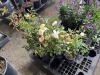 Assorted Shrub Roses Qty. 10 - 4