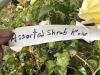 Assorted Shrub Roses Qty. 10 - 5