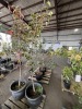 Semi Dwarf Kikisui Asian Pear Qty. 2 - 2